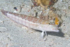 Peppered Grubfish photo 4