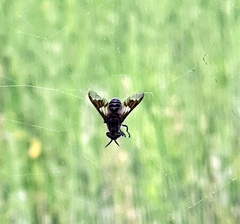 Chrysops divaricatus