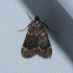 Hypsopygia phoezalis