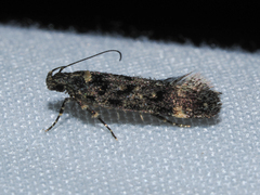 Chionodes lophosella
