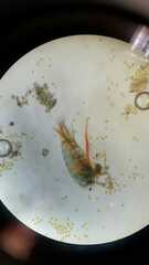 Eudiaptomus