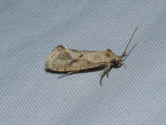 Acrolophus laticapitana