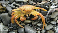 Telmessus cheiragonus