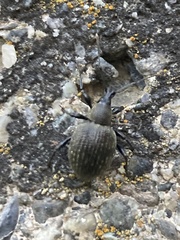 Otiorhynchus armadillo