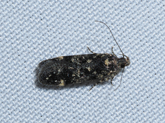 Chionodes lophosella