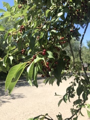 Prunus virginiana