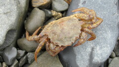 Telmessus cheiragonus