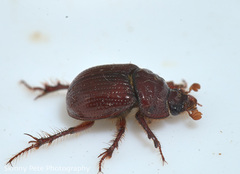 Odonteus