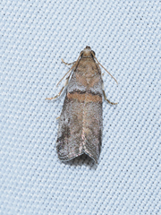 Acrobasis caliginella