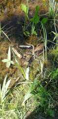 Natrix helvetica sicula