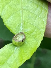 Phylloxera notabilis