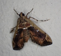 Sathria internitalis