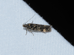 Chionodes lophosella