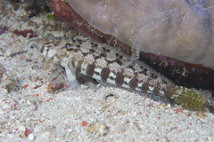 Sharpnose Sandperch photo 2
