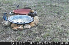 Aphelocoma woodhouseii texana