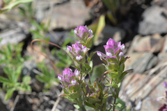 Orthocarpus cuspidatus cryptanthus