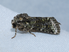 Lacinipolia comis