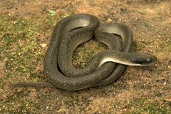 Crotaphopeltis hotamboeia
