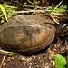 Red-cheeked Mud Turtle - Photo (c) Jorge Armín Escalante Pasos, some rights reserved (CC BY), uploaded by Jorge Armín Escalante Pasos