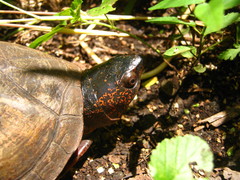 Scorpion Mud Turtle photo 3
