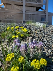 Lupinus lepidus ashlandensis