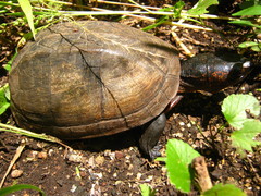 Scorpion Mud Turtle photo 4