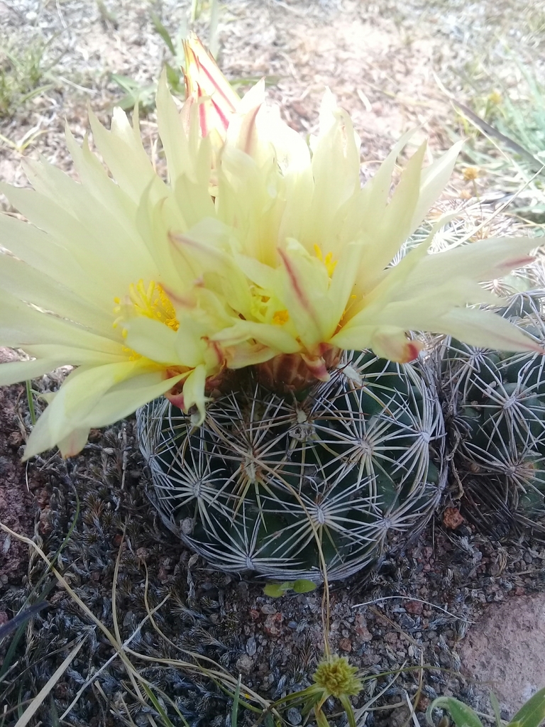 Coryphantha radians