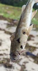 Plicofollis dussumieri