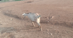 Capra hircus