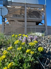 Lupinus lepidus ashlandensis