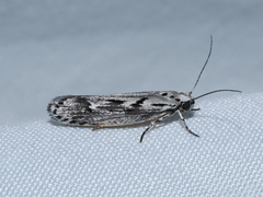 Ethmia semitenebrella