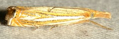 Crambus multilinellus