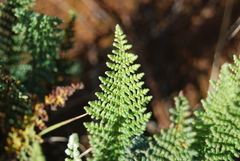 Cheilanthes hirta