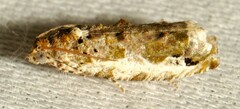 Proteoteras naracana