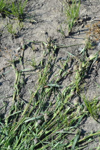 Crypsis schoenoides iNat (3)