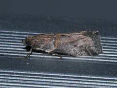 Acrobasis caliginella