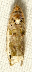 Proteoteras naracana
