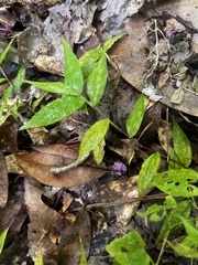 Oplismenus hirtellus setarius