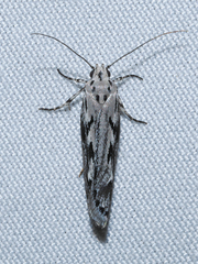 Ethmia semitenebrella