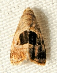 Tripudia rectangula