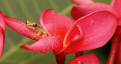 Dendropsophus branneri