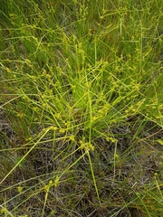 Carex cryptolepis