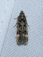Chionodes lophosella