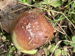 Monilinia fructigena