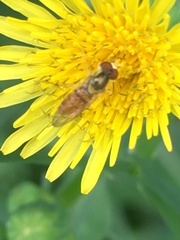 Toxomerus marginatus