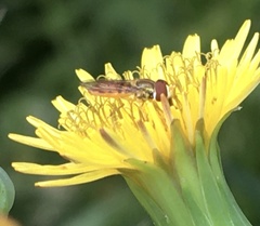 Toxomerus marginatus