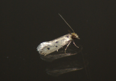 Niditinea orleansella