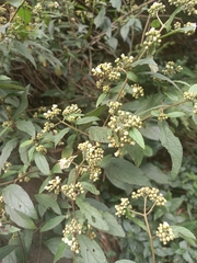 Varronia polycephala