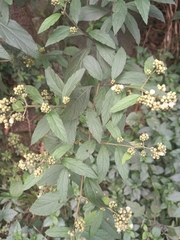 Varronia polycephala