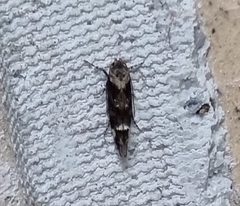 Mompha conturbatella